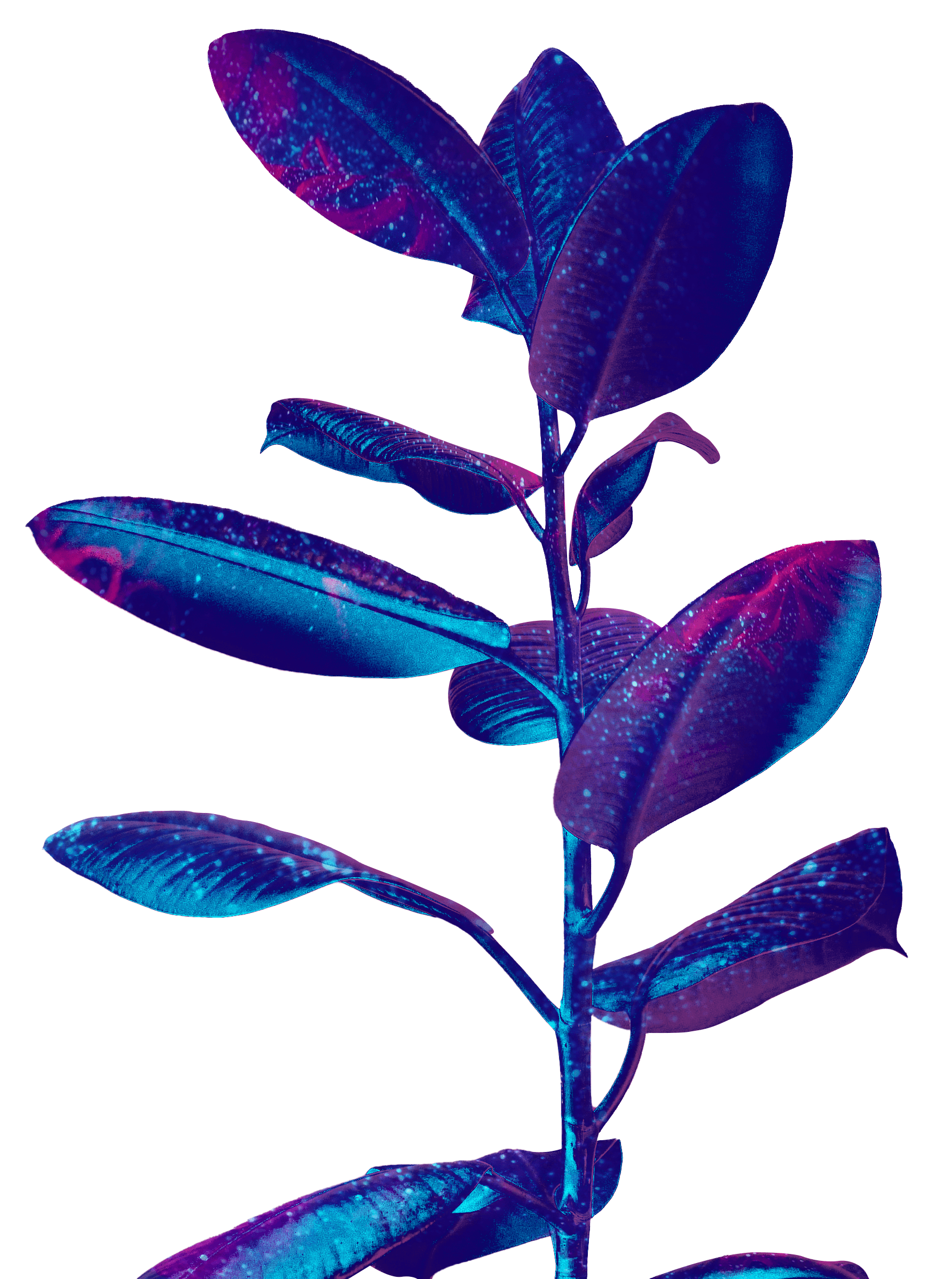 Plant image